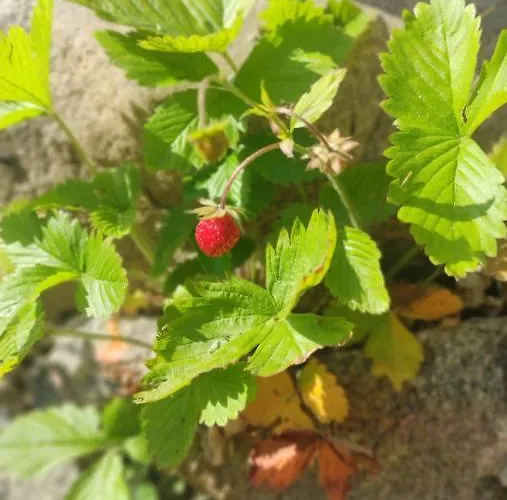 Appartement Hubane Ja Ruumikas Majutus Karjamoisa Ajaloolises Hoones Plaani